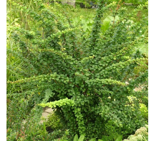 Барбарис  Тунберга Грин Орнамент (Green Ornament) С2